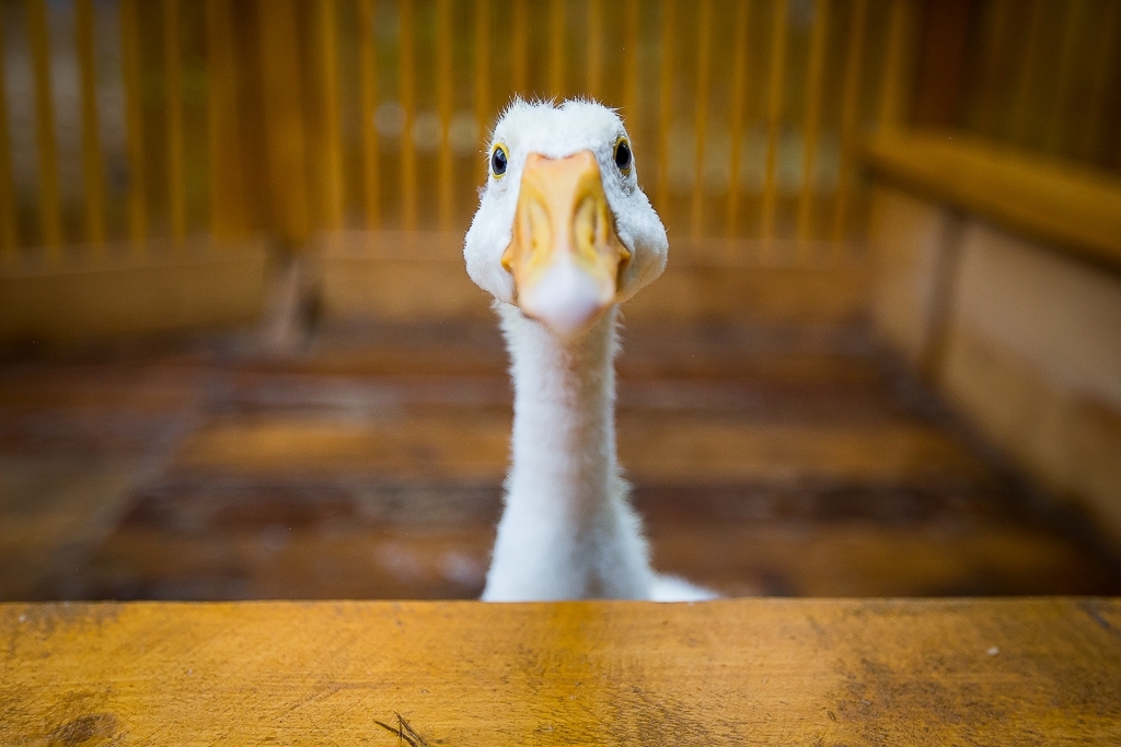 Амурчане, потерявшие кур и уток из-за гриппа птиц, получат компенсацию Антон Балашов, ИА PrimaMedia