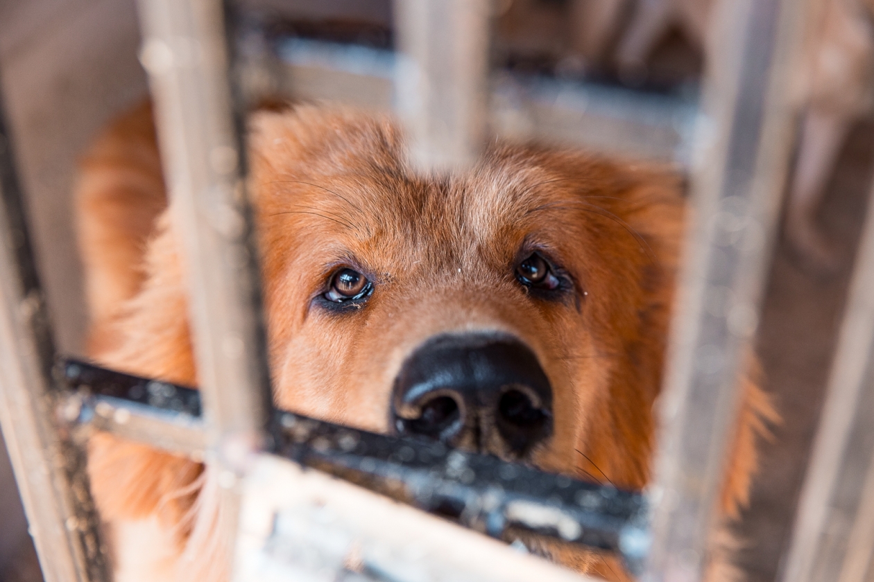 Собака Илья Аверьянов, ИА PrimaMedia