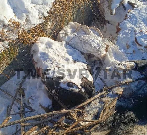 Останки крупного рогатого скота и лошадей привлекают бродячих собак и диких птиц телеграм-канал @svbstar (18+)