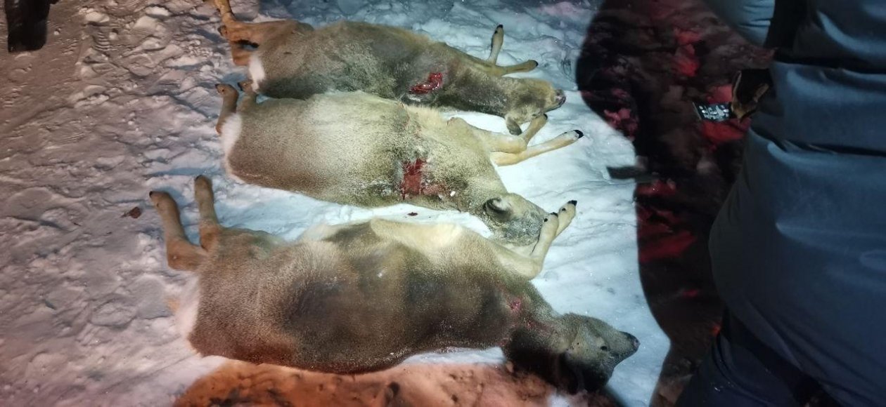 Браконьеры незаконно добыли косуль в Шимановском округе управление по охране животного мира Амурской области