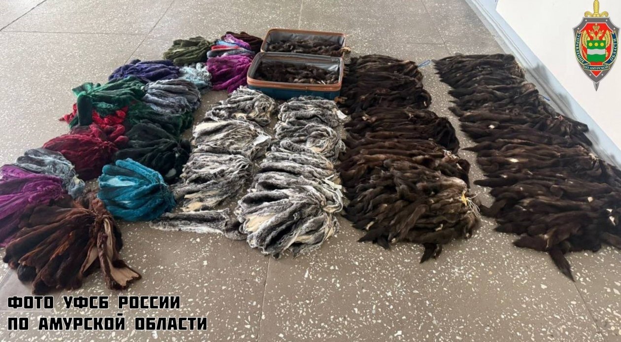 Изъятые меховые шкурки обращены в доход государства УФСБ России по Амурской области