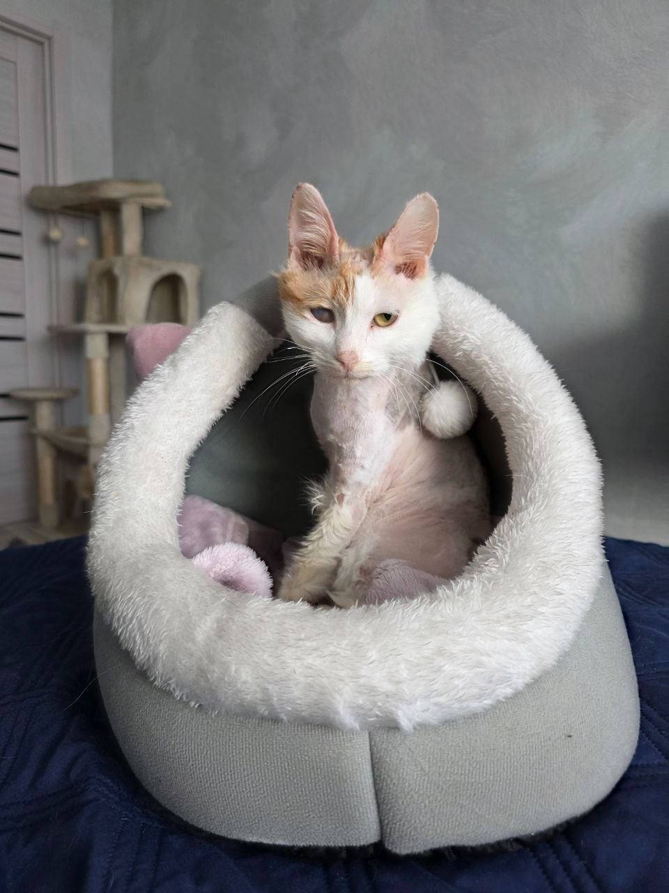 Мята - трехцветная кошка с бельмом на глазу, нуждающаяся в особом уходе фотографии предоставлены Александрой Тислиной
