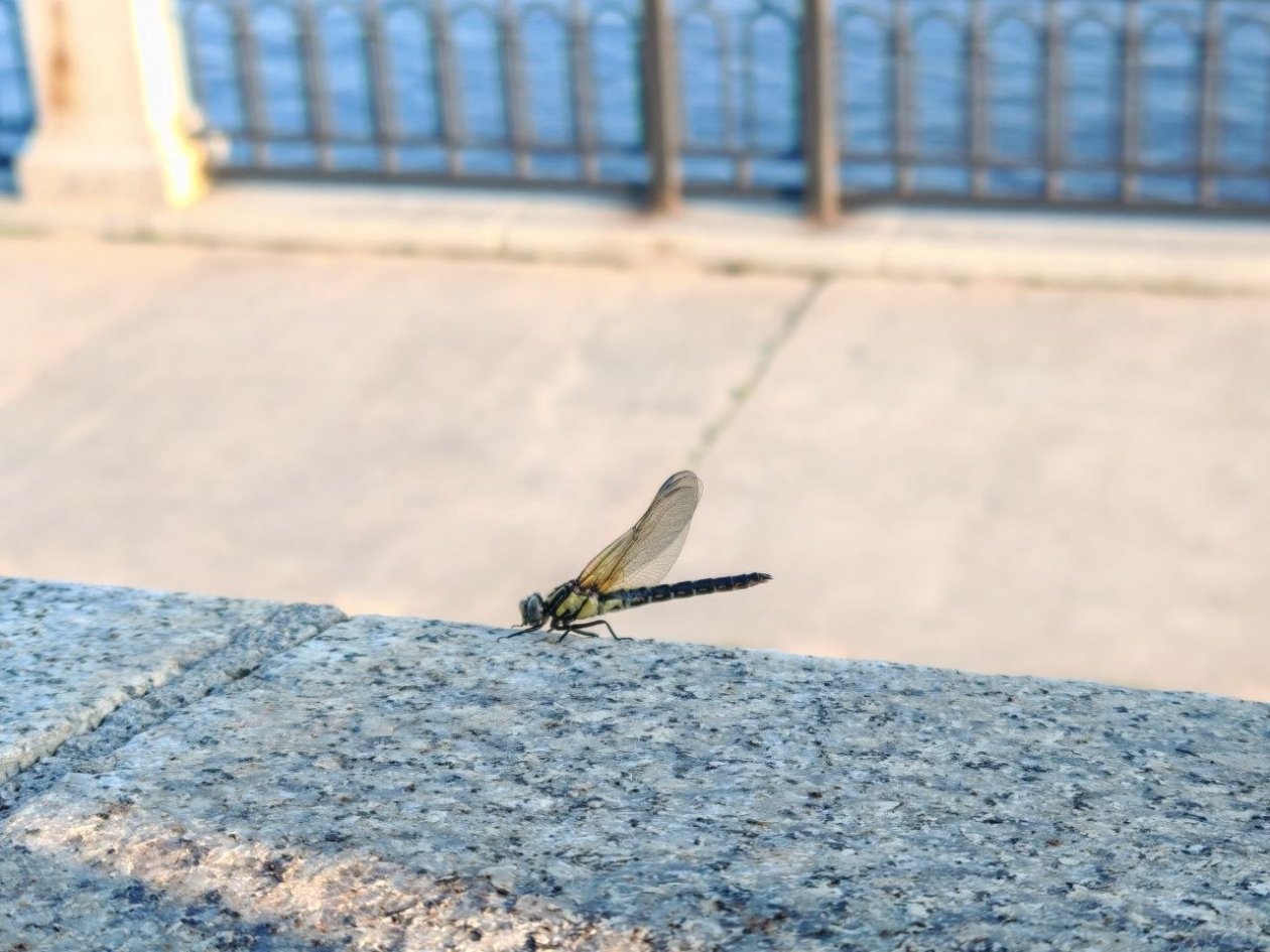 В Благовещенске сохранится небольшая облачность Юлия Ожегова, ИА PriamurMedia