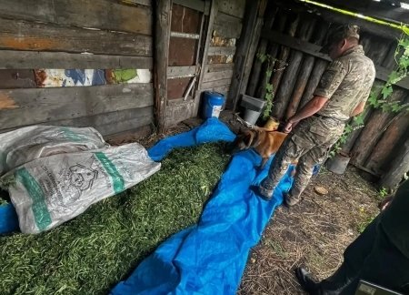 В Ивановском округе изъяли более 10 кг наркозелья