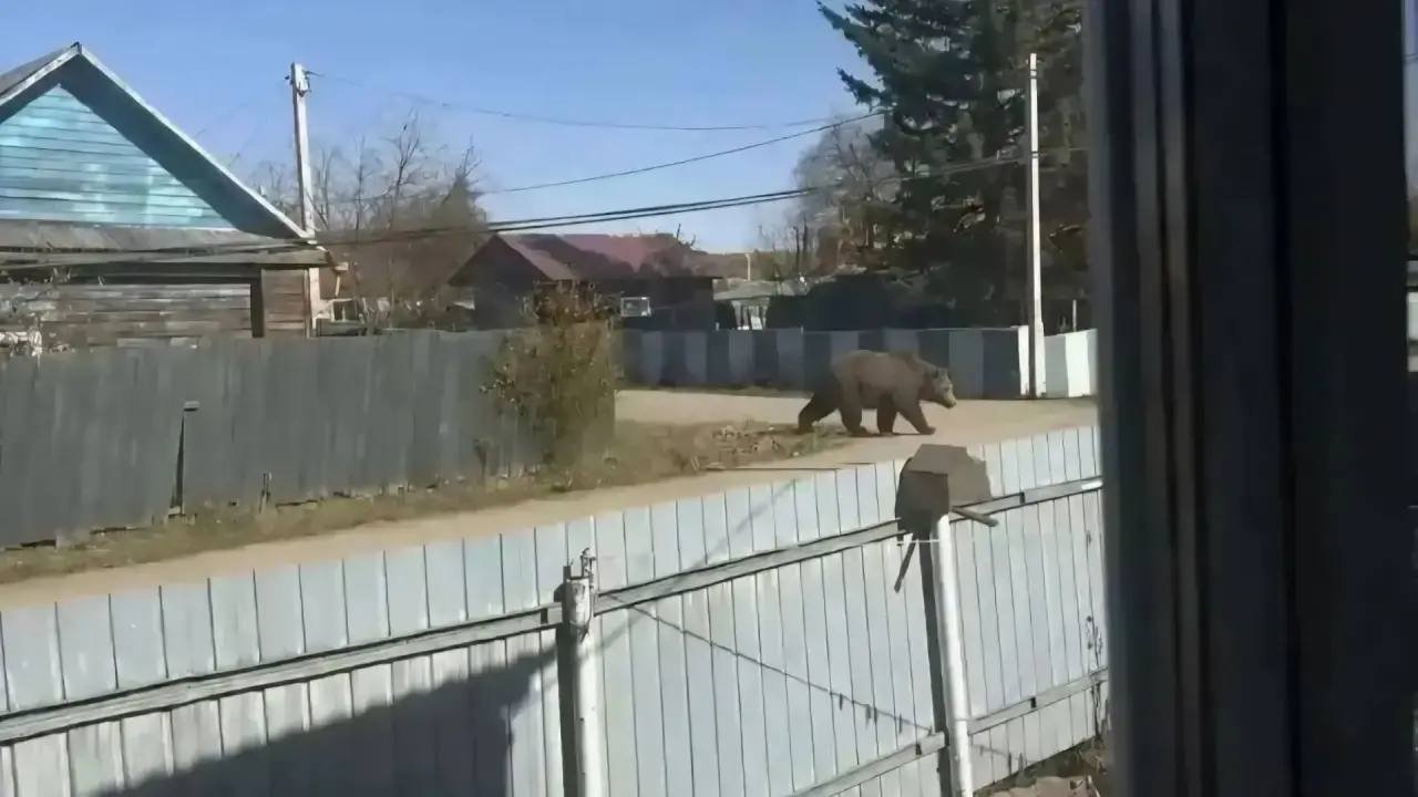 Поддельный медведь на фото поднял на ноги полицию и охотоведов Магдагачинский районный суд